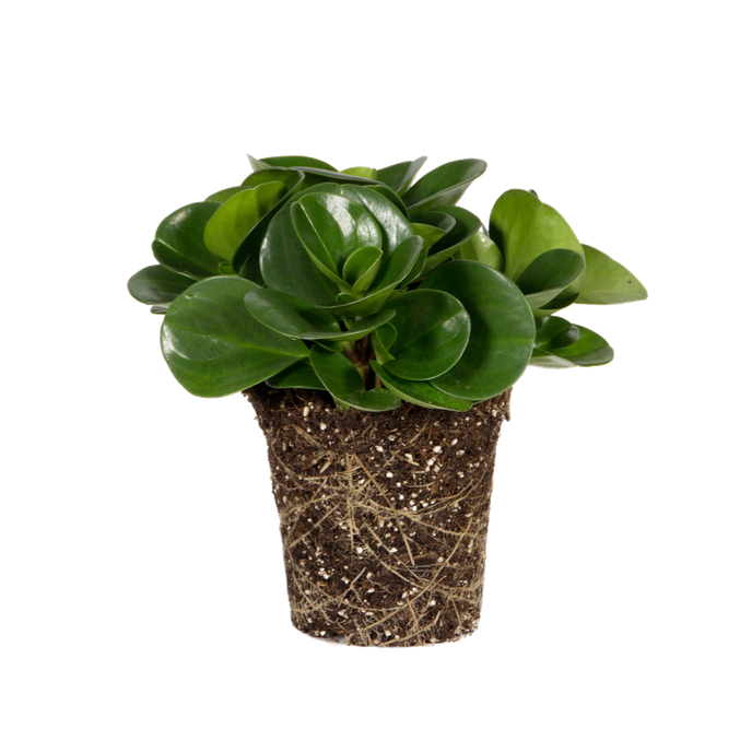 Peperomia obtusifolia
